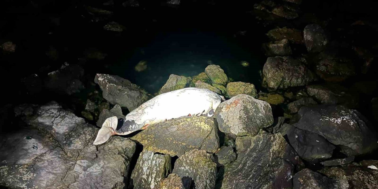 Kocaeli’de ölü yunus sahile vurdu