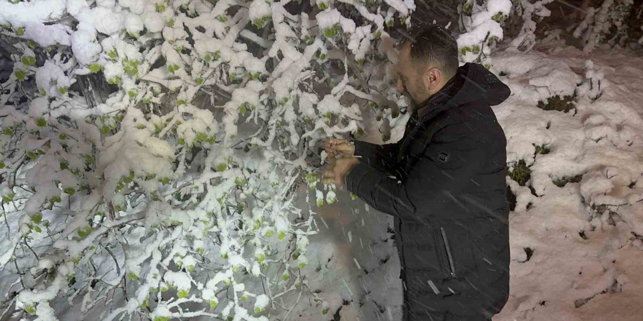 Ordu’da fındıkta zirai don tehlikesi