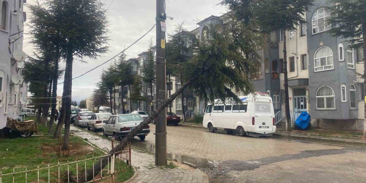 10 yıllık çam ağacı rüzgarın şiddetine dayanamayarak devrildi