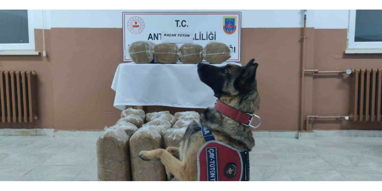 Antalya’da kaçakçılarla mücadele