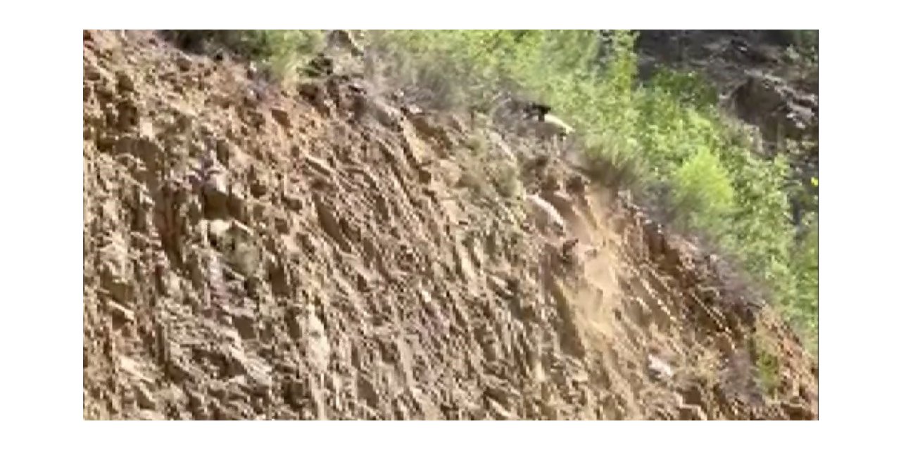 Köpeklerin saldırısına uğrayan dağ keçisi böyle kurtuldu