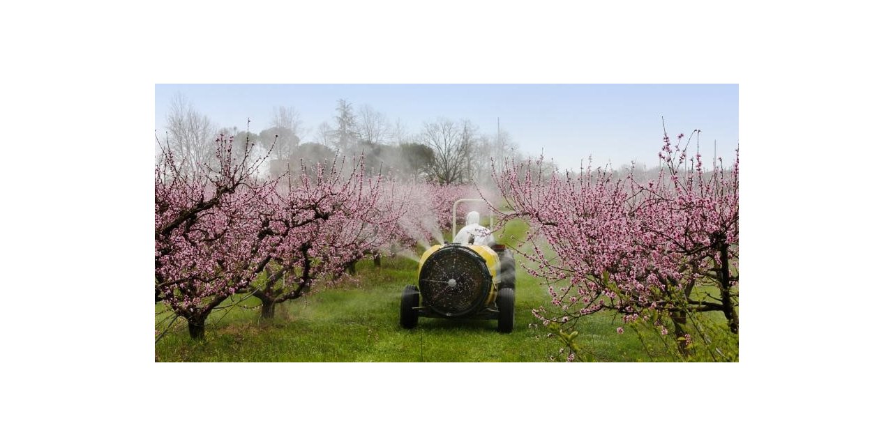 Çiftçilere yabancı otla mücadele uyarısı