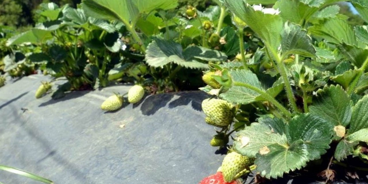 Samsun’da çilek yetiştiriciliği gelişiyor