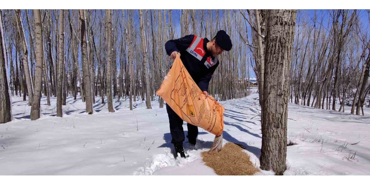 Jandarma doğaya yem bıraktı