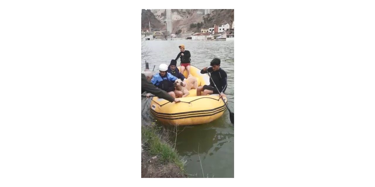 Baraj sularının her yeri kapladığı ilçede mahsur kalan sokak hayvanları bot yardımıyla kurtarıldı
