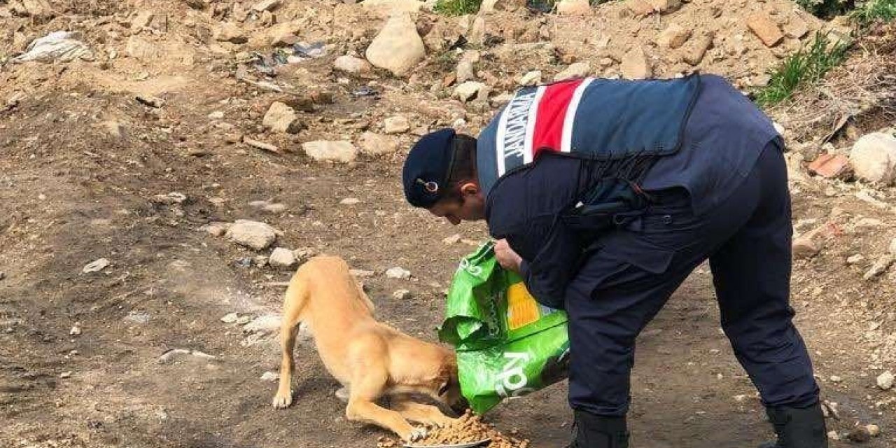 Jandarma sokak hayvanlarını unutmadı