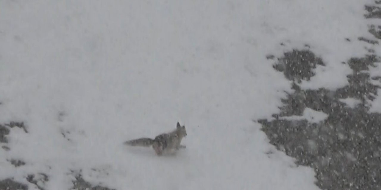Yiyecek arayan tilki köye indi