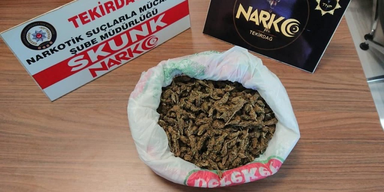 Tekirdağ’da yarım kilo skunk ele geçirildi