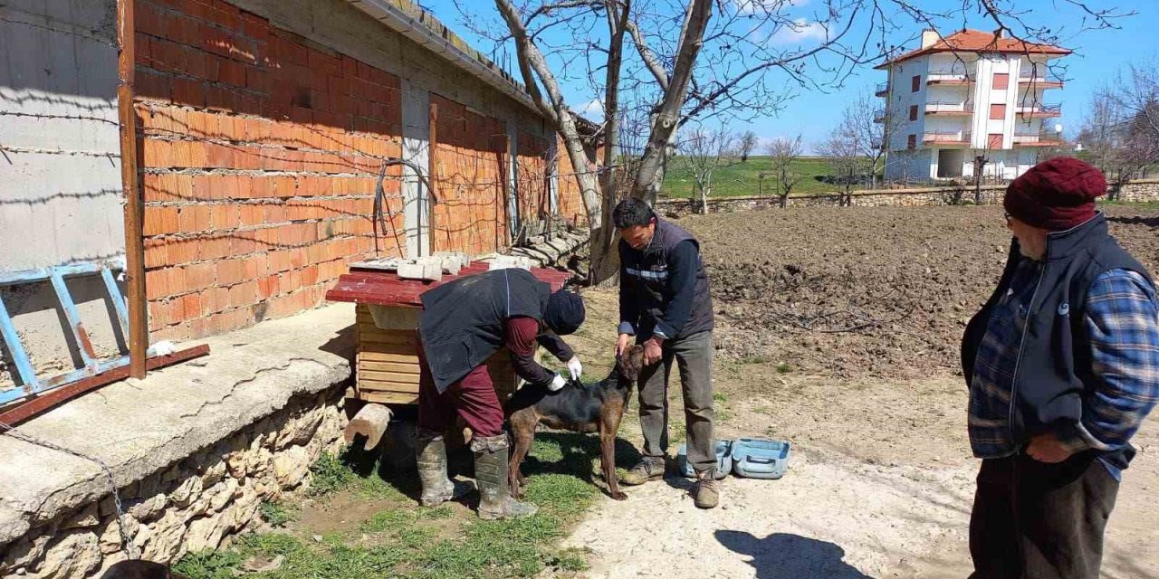 Hocalar’da hayvan hastalıklarıyla mücadele devam ediyor