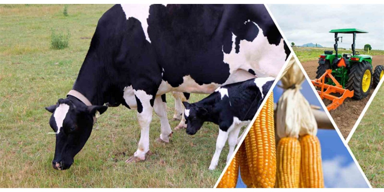 Destekleme ödemesi bugün hesaplara aktarılacak