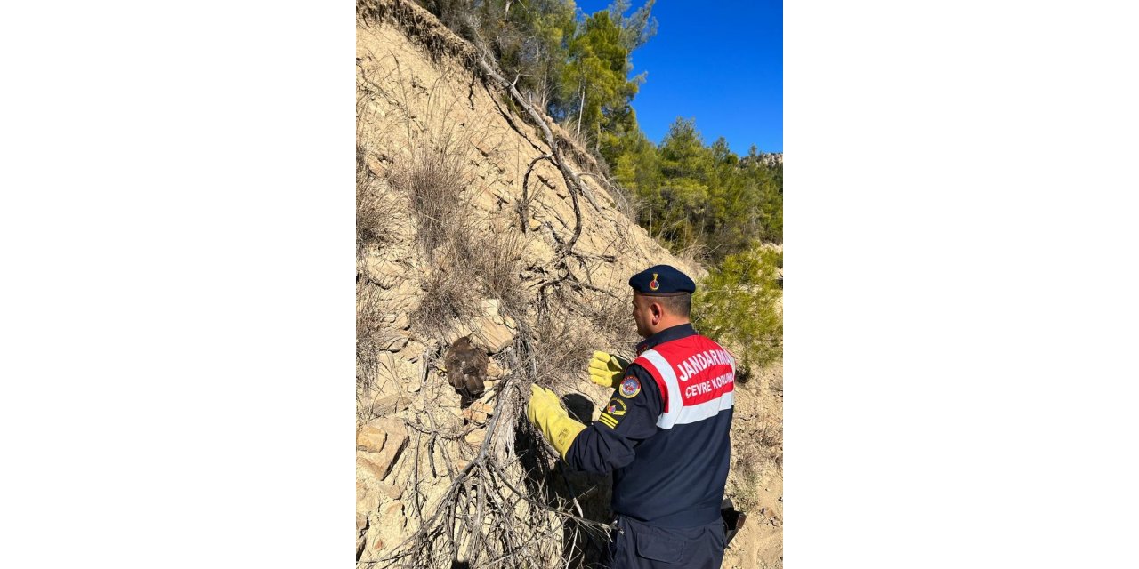 Ormanda yaralı bulunan kartal koruma altına alındı