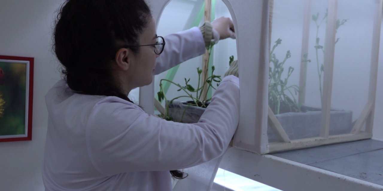 Laboratuvarda üretilecek uğur böcekleri yaprak bitine çözüm olacak