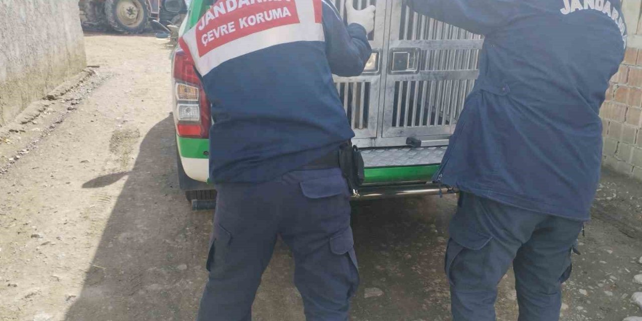 Tokat’ta yaralı yavru köpek tedavi altına alındı