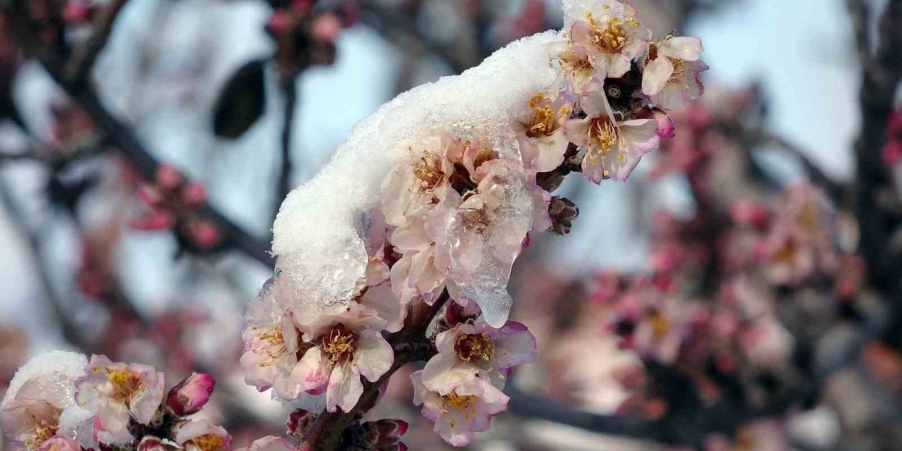 Üreticiler zirai dona karşı uyarıldı