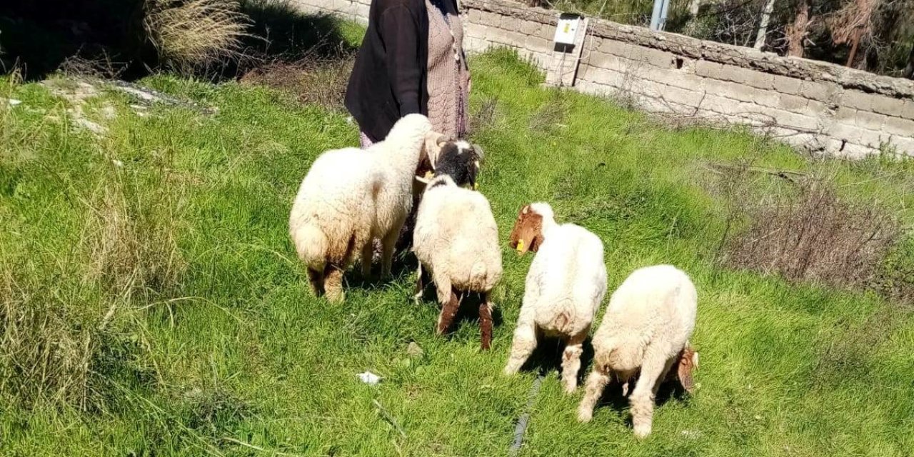 Kaybolan koyunları, jandarma buldu