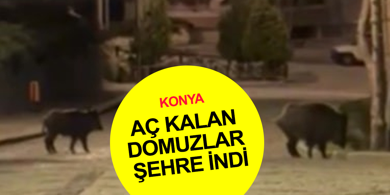 Konya’da aç kalan domuzlar şehre indi