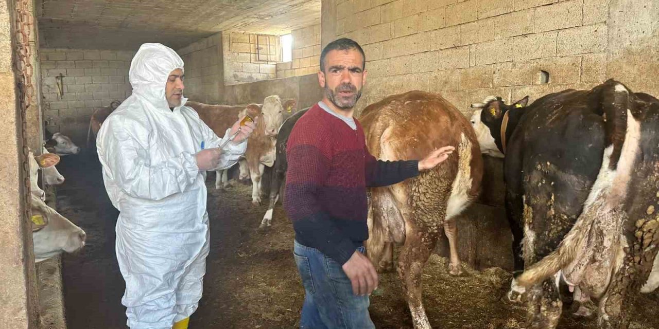Siirt’te şap hastalığı için ilk etap aşılama çalışmaları tamamlandı