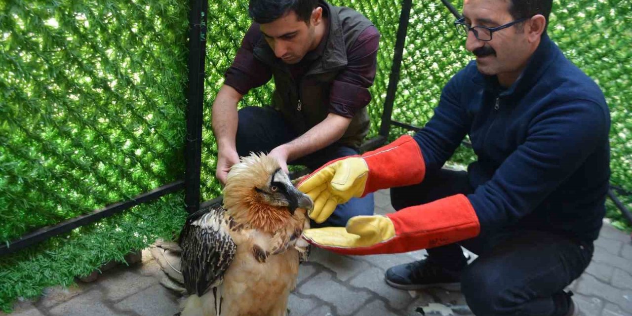‘Tehlikedeki türler’ kategorisindeki sakallı akbabaya özel tedavi