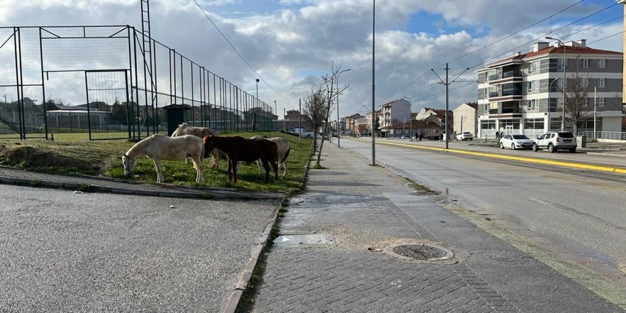 Cadde kenarındaki başıboş atlar trafiği tehlikeye soktu