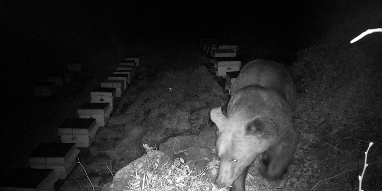 Boz ayıdan Kapıdağ’a bal ziyareti