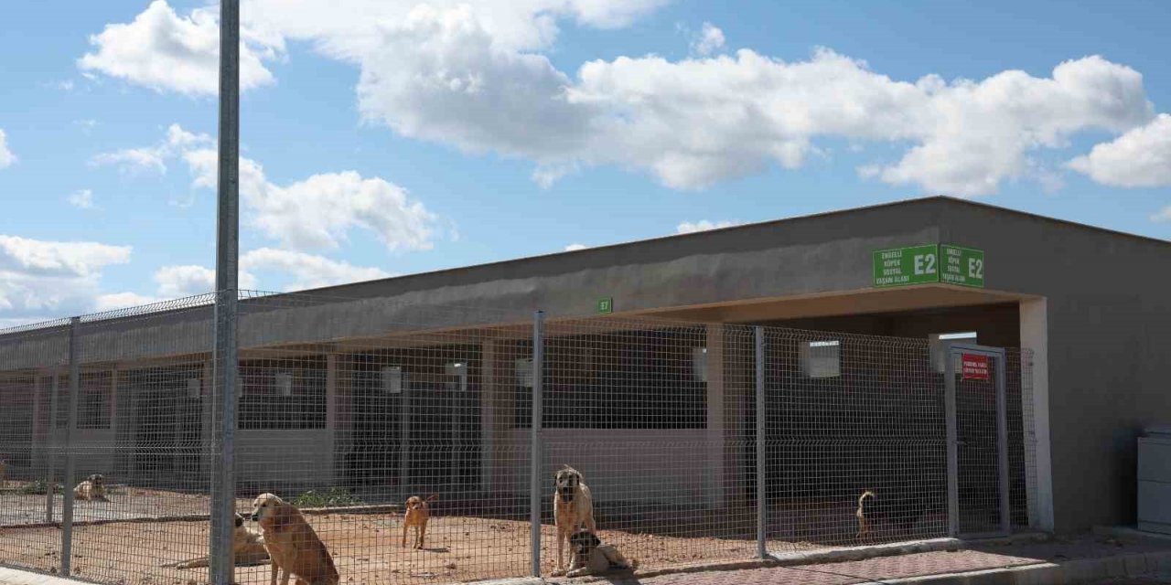 Antalya Büyükşehir Belediyesi Sokak Hayvanları Bakımevi hizmette
