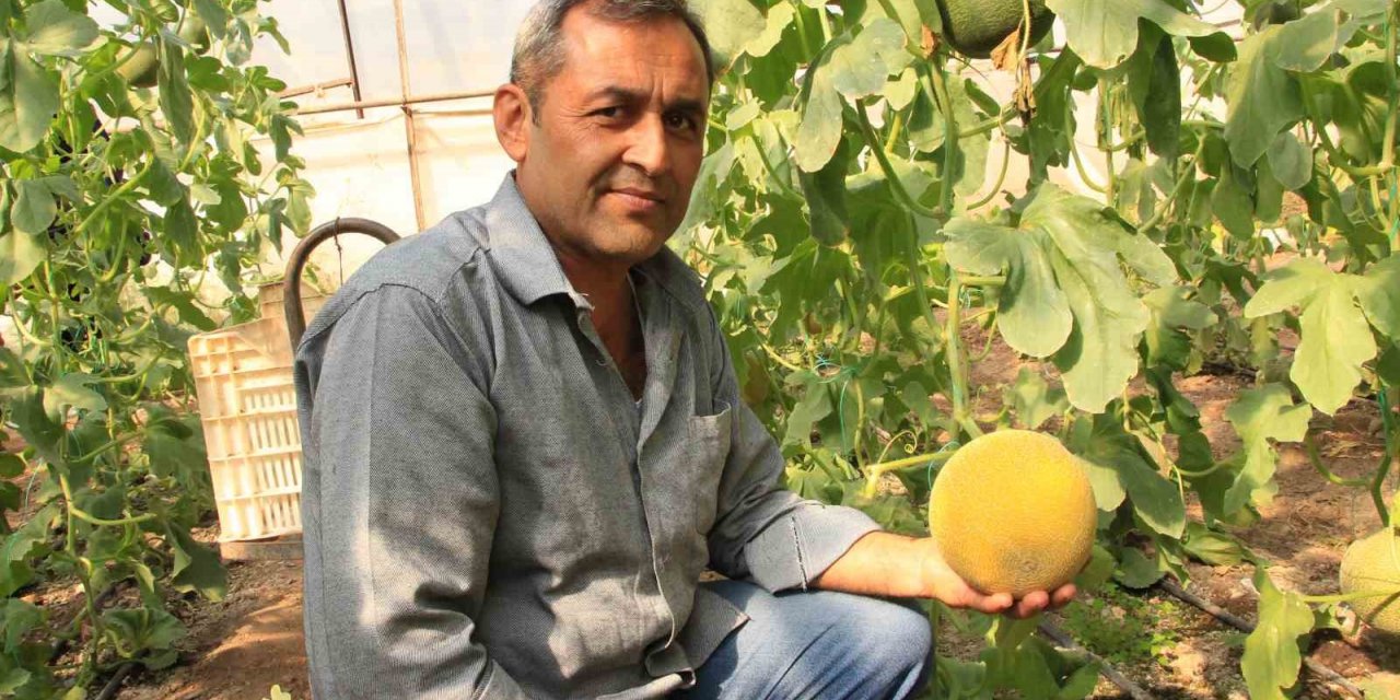 Havalar ılık gitti, kavun üreticilerinin yüzü güldü