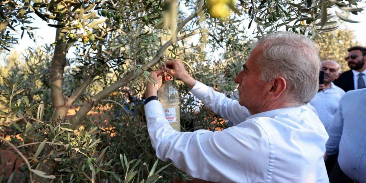 Denizli’de zeytin üreticilerine biyoteknik mücadele desteği verilecek