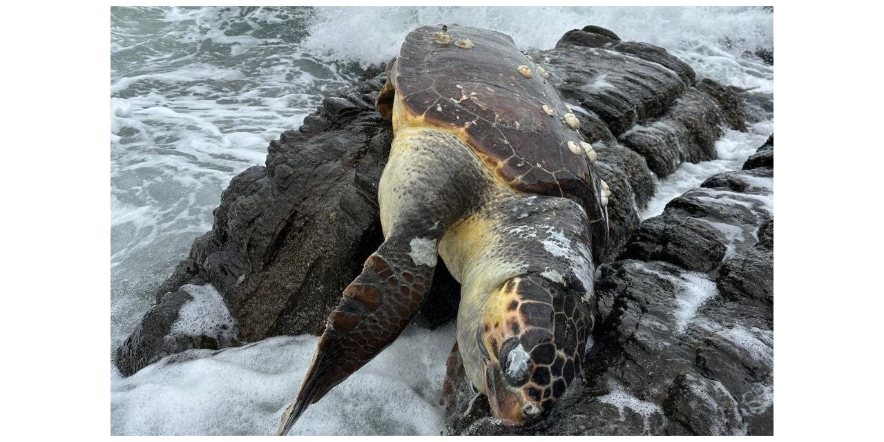 Erdek’te Caretta Caretta kıyıya vurdu