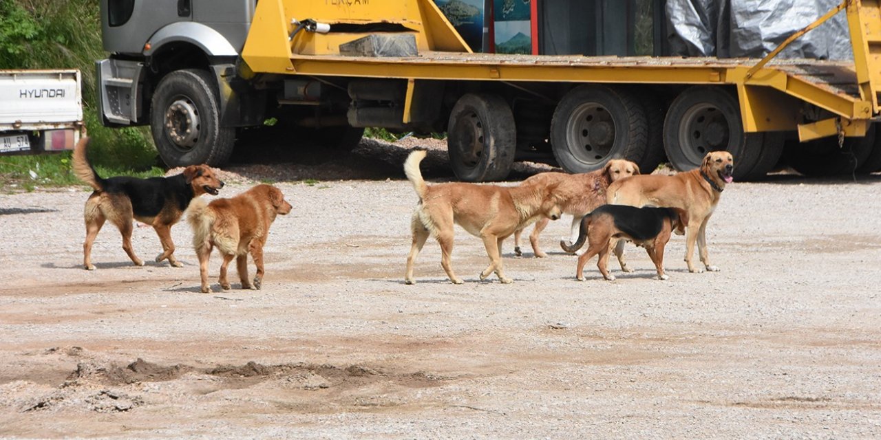 Sinop’ta vatandaşlara saldıran sokak köpekleri toplandı