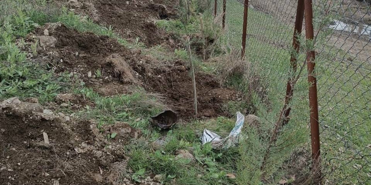 Şenoba beldesinde mezarlıkların çevresine çam fidanları dikildi