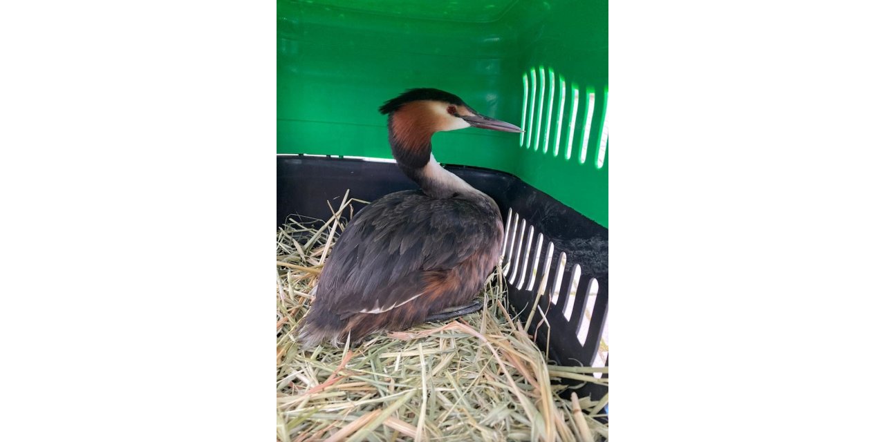 Tedavisi tamamlanan yaralı bahri kuşu, Hersek Lagünü’nde doğaya bırakıldı
