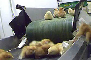 Canlı canlı civciv katliamı