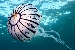 Kanser teşhisini denizanaları yapacak