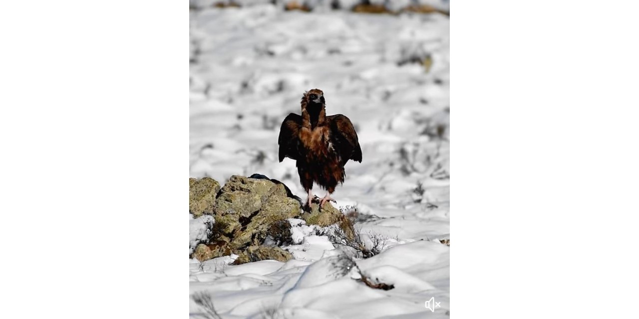 Kara Akbaba’nın fotoğrafları büyük ilgi gördü