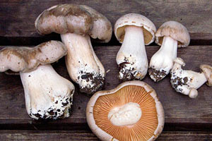 Uzmanlardan hayati 'Mantar' uyarısı