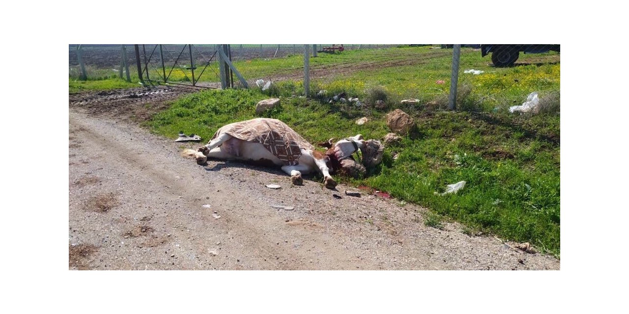 Yola atlayan inek telef oldu