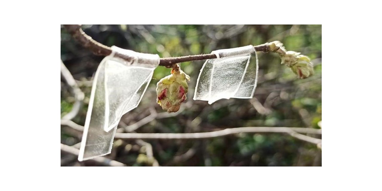 Fındıkta ’kozalak akarı’ ile mücadele zamanı