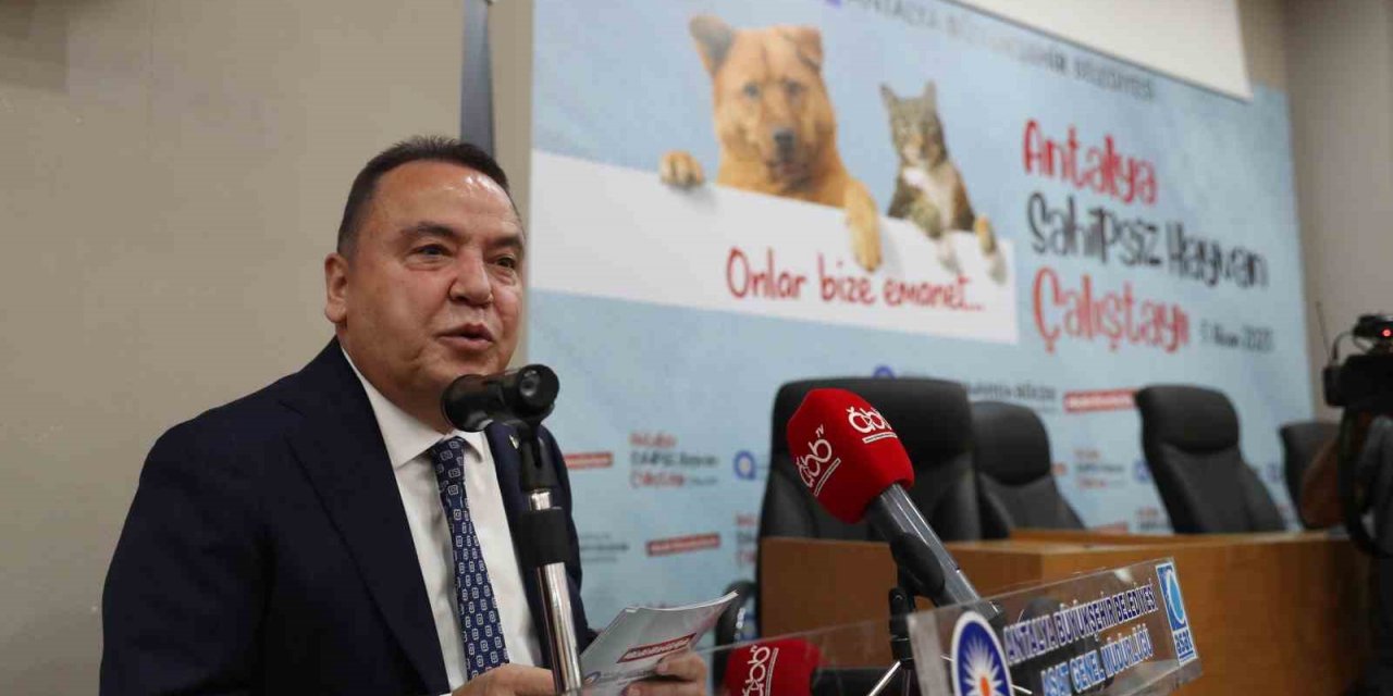 Başkan Böcek: “Sokak hayvanlarına desteğimiz sürecek”