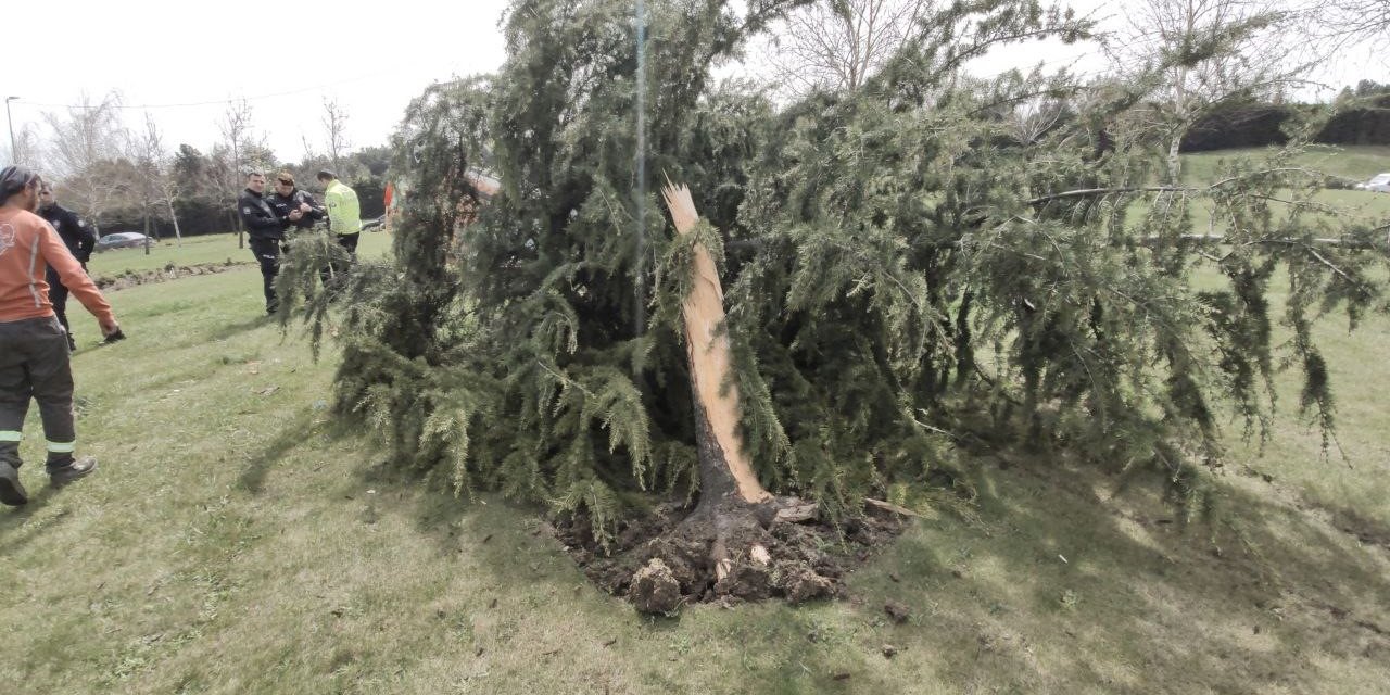 Sultangazi’de virajı alamayan hafif ticari araç ağacı devirip takla attı