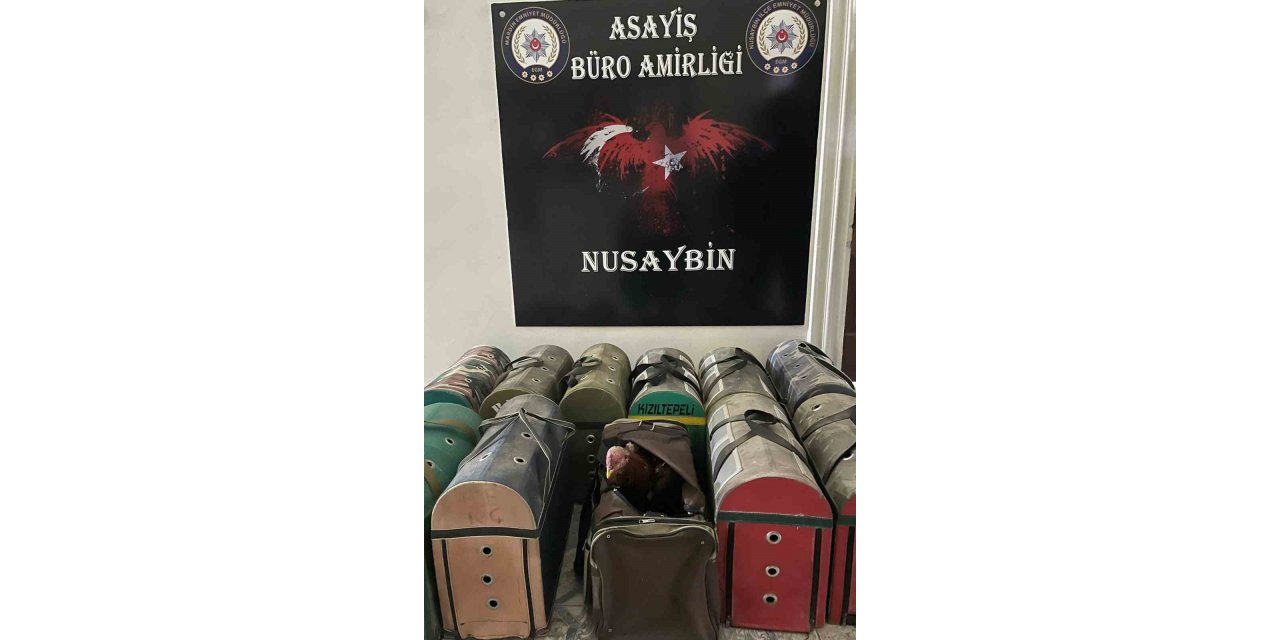 Mardin’de horoz dövüştürenlere operasyon: 5 gözaltı