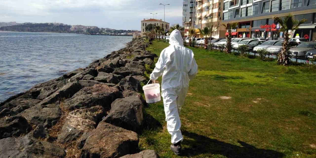 Sinop’ta larva oluşabilecek bölgelerde ilaçlama çalışması