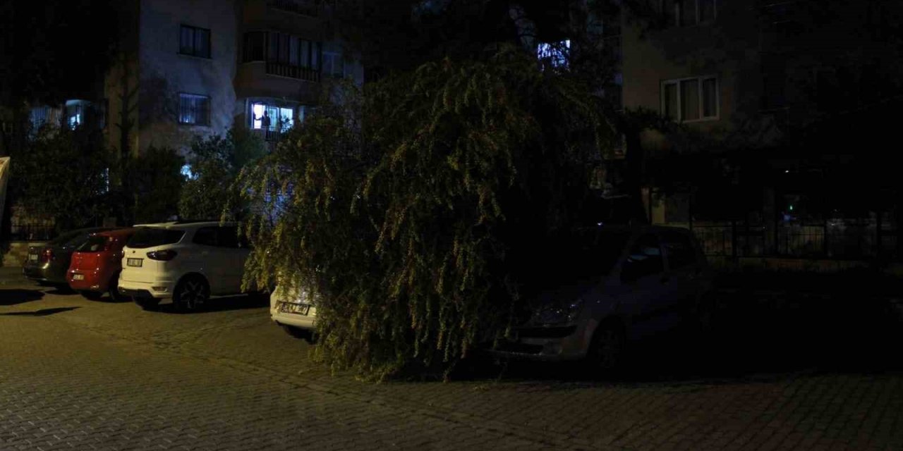 Vatandaşın dikkati devrilen ağaçtan otomobilleri kurtardı