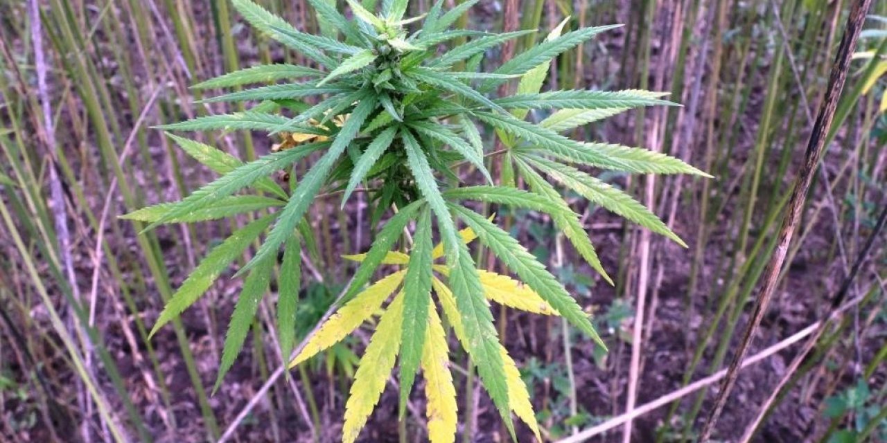 Türkiye’nin 2023 yılı kenevir ekim alanının 6 bin 500 dekar olması bekleniyor