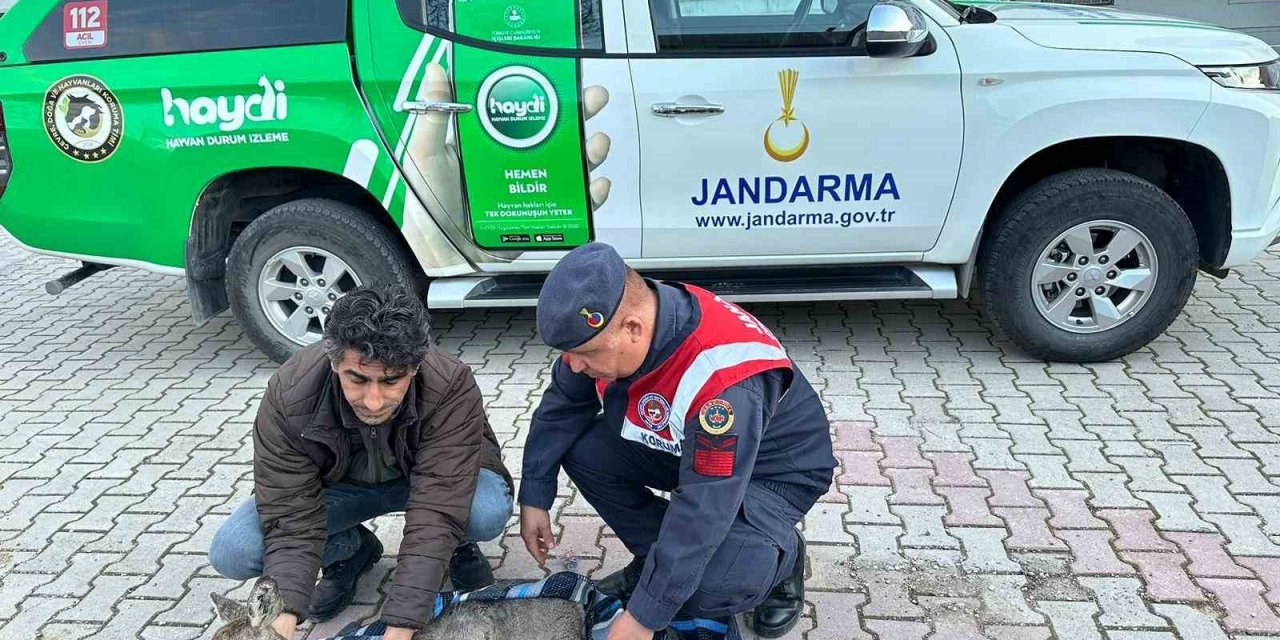 Jandarma ekiplerinin bulduğu yaralı karaca tedavi altına alındı