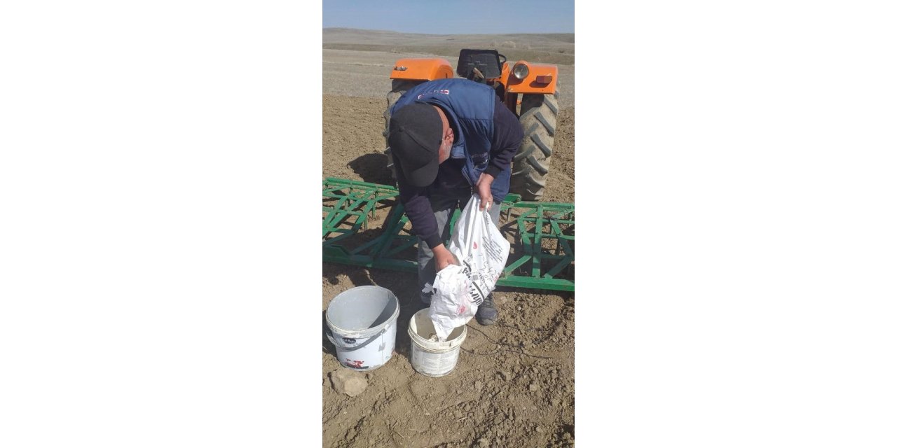 İscehisar’da yağ üretiminde kullanılan Aspir Koç42 bitkisi ekildi