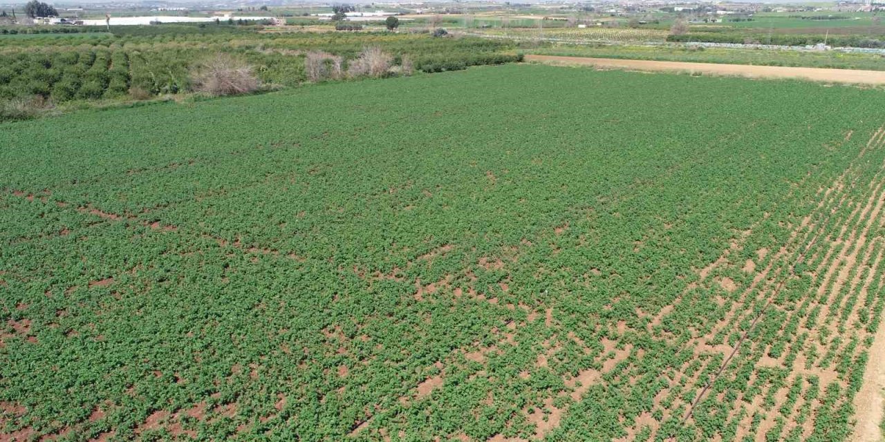 Geçen sene üzen patates, bu sene üreticinin yüzünü güldürecek