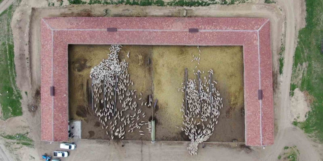 Kuzuların, anneleriyle renkli buluşması