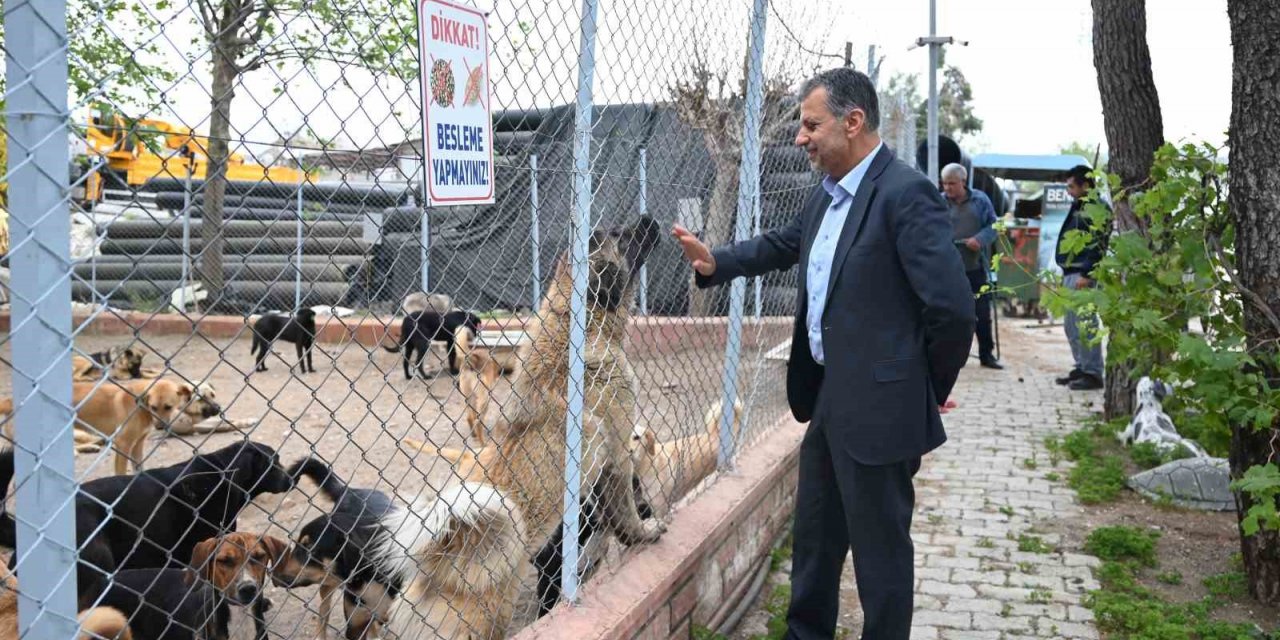Kemer’de hayvan barınağı incelendi