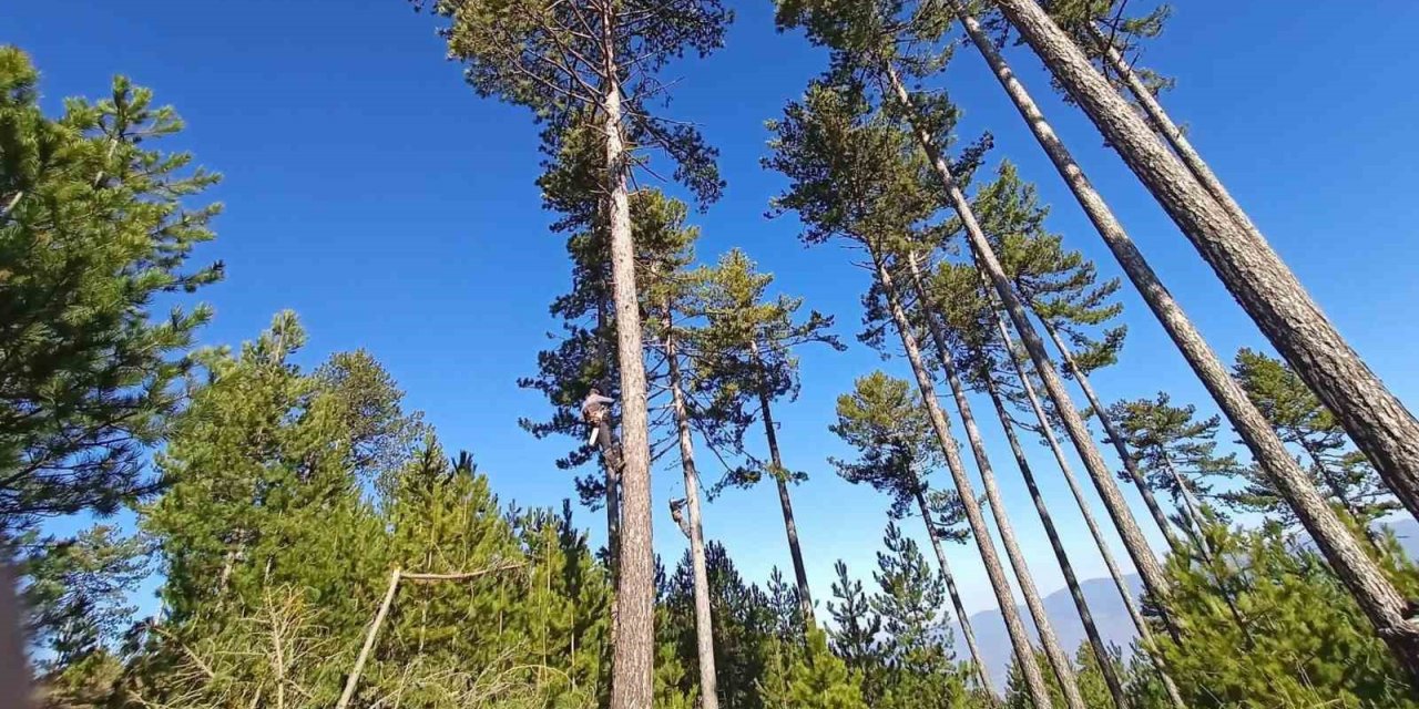 Kütahya OBM’nin ormanların gençleştirilmesi çalışmaları