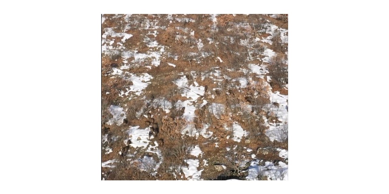 Bingöl’de domuz sürüsü dron ile görüntülendi